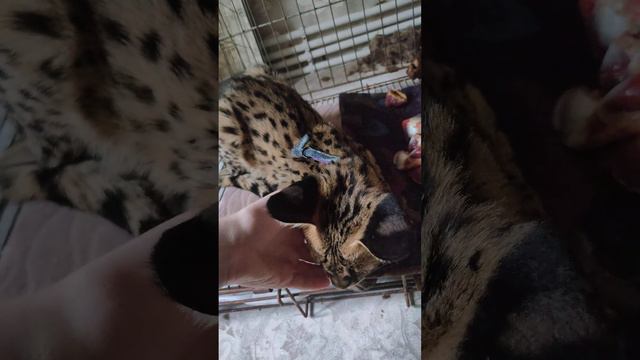 Гибрид сервала и кошки (Саванна ф1)