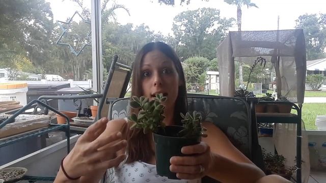 How I take care of my "Bear's Paw" succulent (Cotyledon tomentosa)