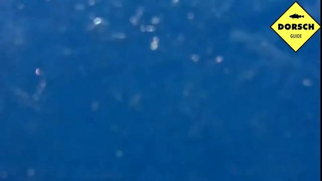 Seeringelwurm als Köder zum Angeln auf Dorsch und Kabeljau sowie Plattfisch