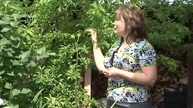 Как подружиться с насекомыми  на дачном участке