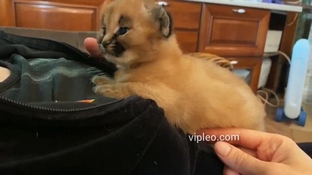 Воспитание Каракет от VIPLEO с рождения.