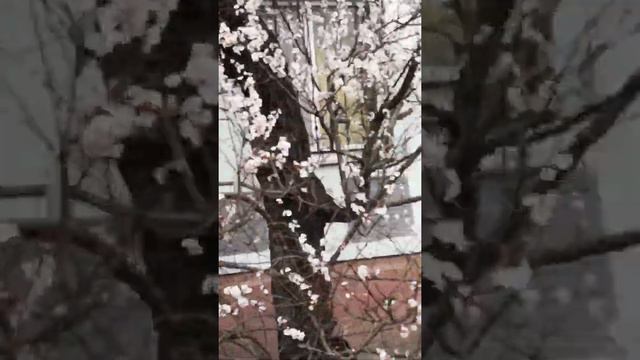 Мартовская весна в Краснодаре 26 03 2019г