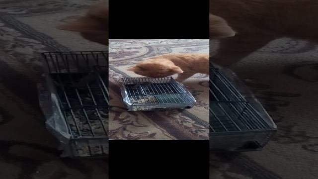 VID_20240131_114317.mp4