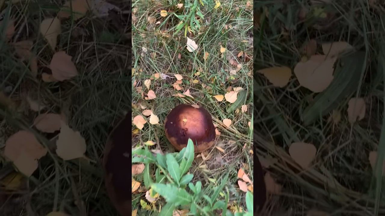 Сбор Грибов