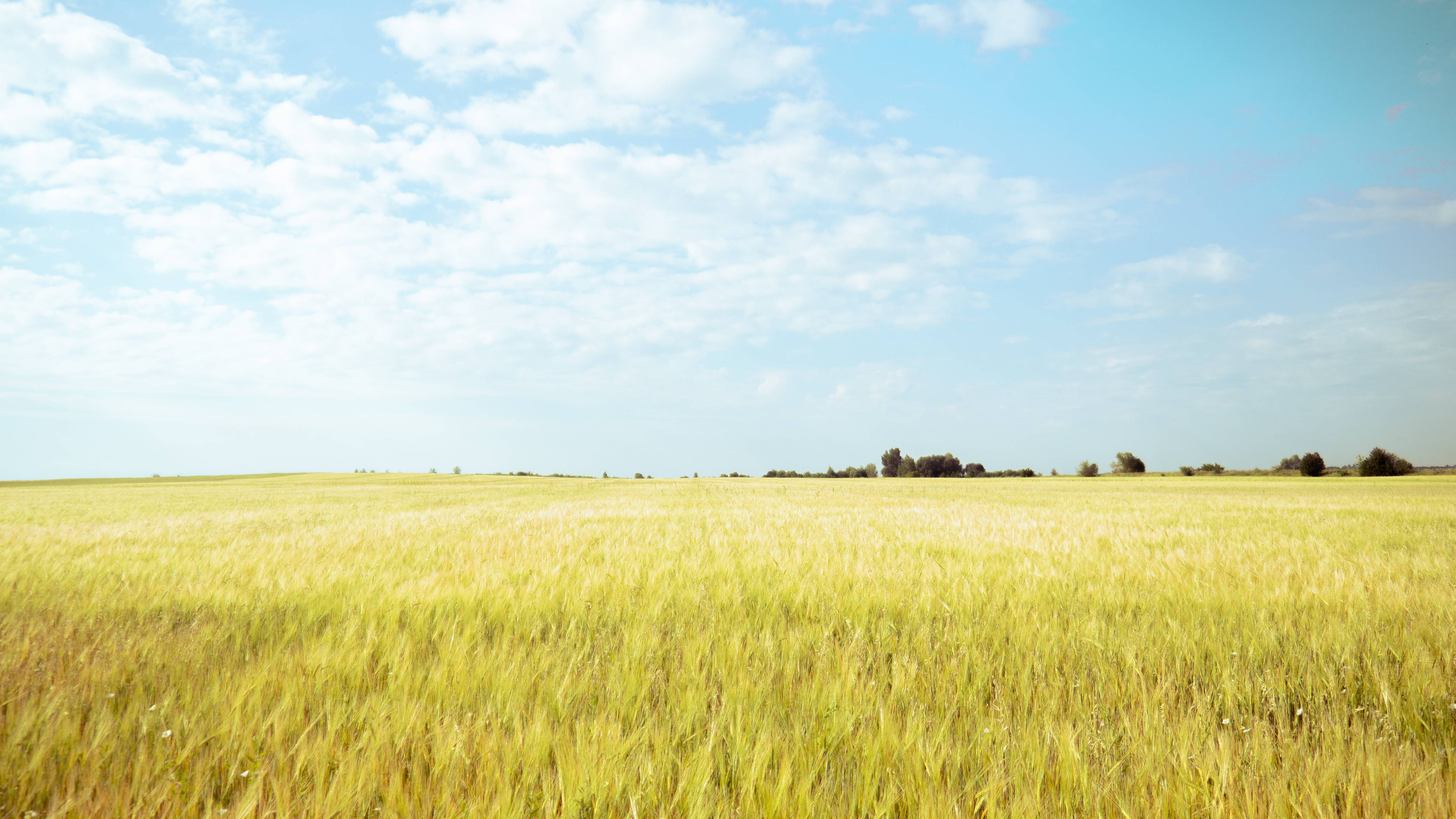 Прогулка с Olympus M10 (6) | Пшеничное поле