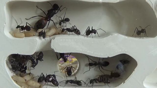Муравьи Camponotus cruentatus. Выпуск 5. Рост колонии идет полным ходом.