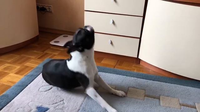 Тоник поёт