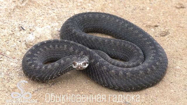 Ядовитые змеи Казахстана
