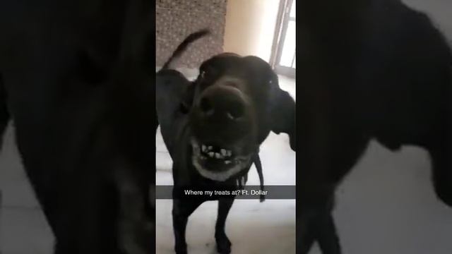 Dog singing on a hip hop beat | Dog doing Rap Must Watch