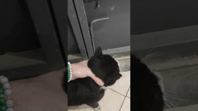 КАК ЗАРАБОТАТЬ НА МОНЕТИЗАЦИИ ВИДЕО В ЮТУБЕ И КУПИТЬ СОСИСКИ ДЛЯ КОТА MASCO..