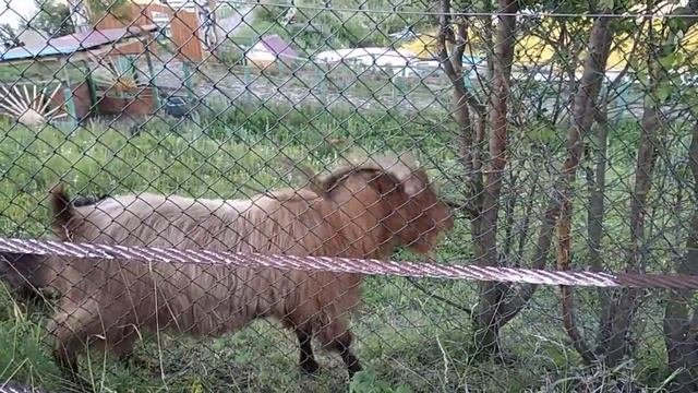 Баран баран- буц!!!24.06.2018г.