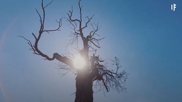 Todo lo que aún no sabes sobre la evolución aquí en la Tierra