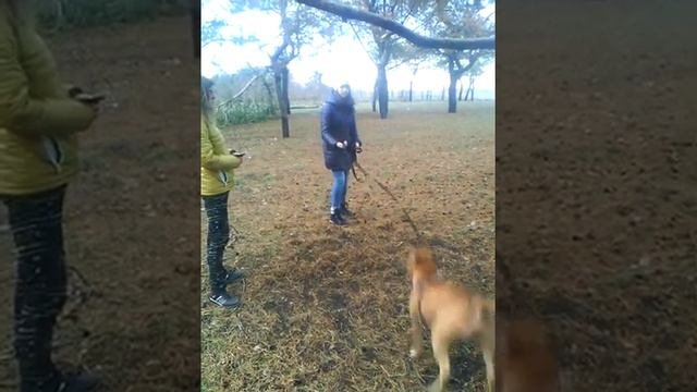 Стафф в лесу