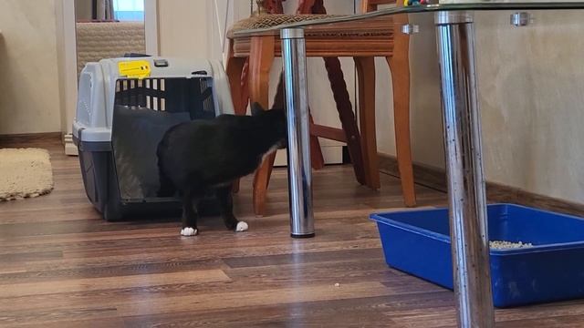 Гоша Трилапы  Первые шаги  First steps