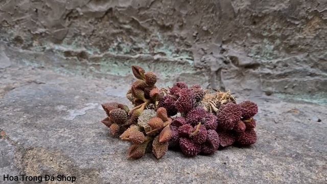 Succulent Adromischus Marianiae  Adromischus Marianiae Herrei Red  Gọi vui là sen khổ qua