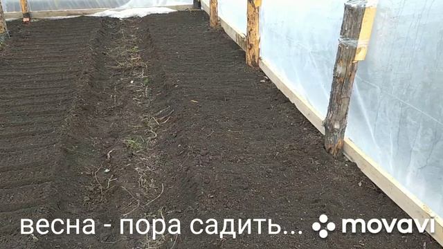 садим редис в теплице