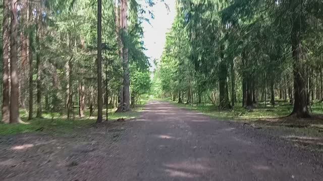 Утренняя прогулка в лес "Кучинский лесопарк" - Morning walk in the forest "Kuchinsky Forest Park"