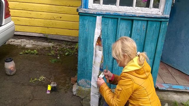 Распаковка посылки с саженцами  Сажаем сибирский кедр