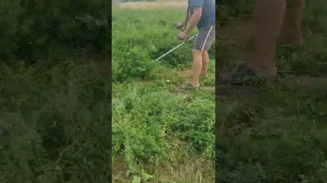 Как правильно косить траву на сено.