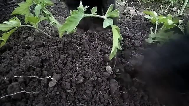 ПОМИДОРЫ. ПОСАДКА РАССАДЫ помидор в открытый грунт ЛЕТОМ Урожай отличный!!!
