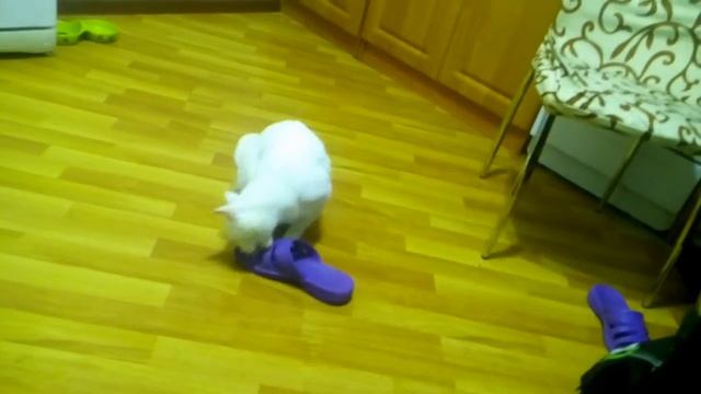 Кот грызёт тапок