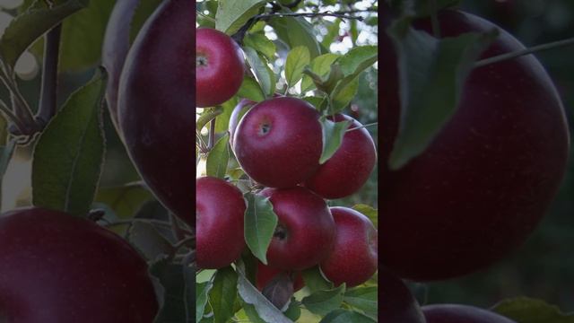 Большой урожай яблок и слив гарантирован! 2 реальные сельские подкормки плодовых деревьев!