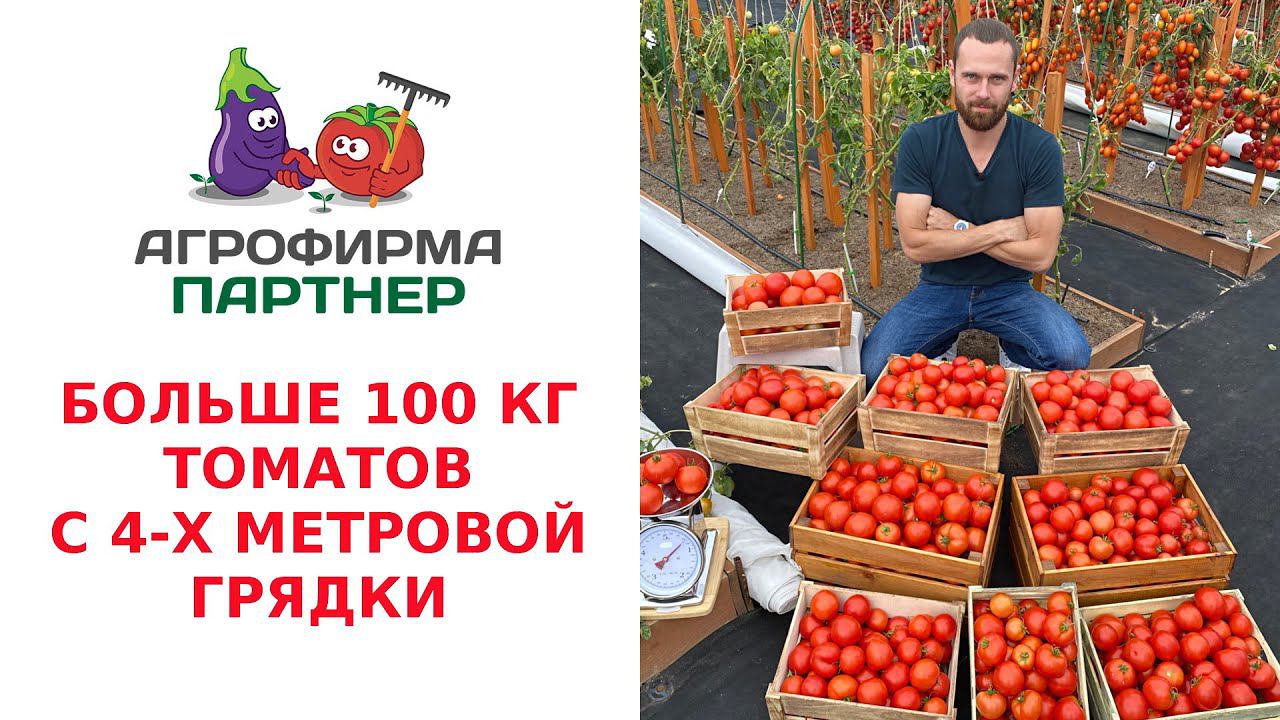 БОЛЬШЕ 100 КГ ТОМАТОВ С 4-Х МЕТРОВОЙ ГРЯДКИ