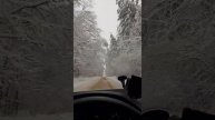 Брянск Навля