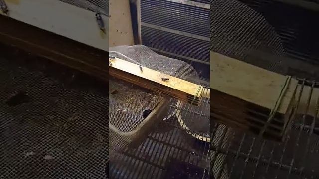 Чёрная львинка в Крыму. Ловушки для кладок. Приманка. #чернаяльвинкаприманка #чернаяльвинкаловушка