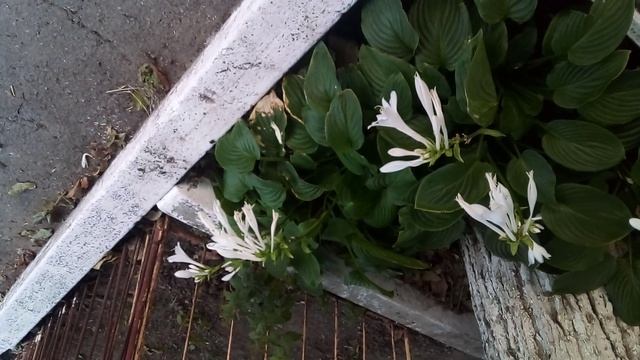 белые лилии на пруду ,качают павшую звезду