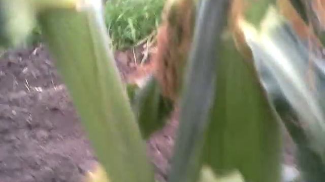 Выращивание сладкой ранней кукурузы дома,есть новое видео