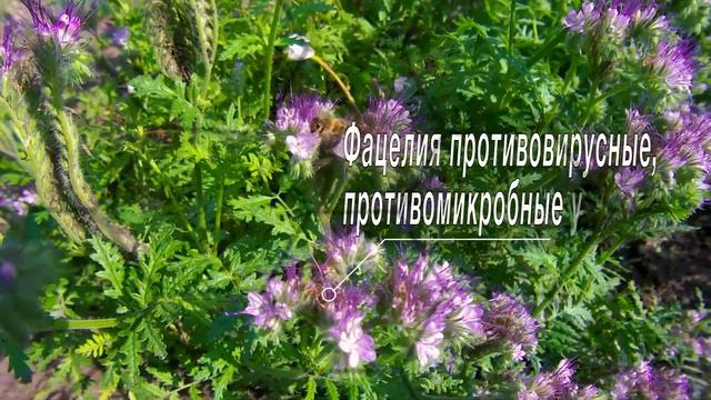 Мёд  Глазами пчелы 4К
