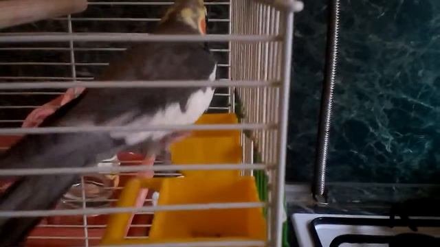Как выгледит мой попугай с близости