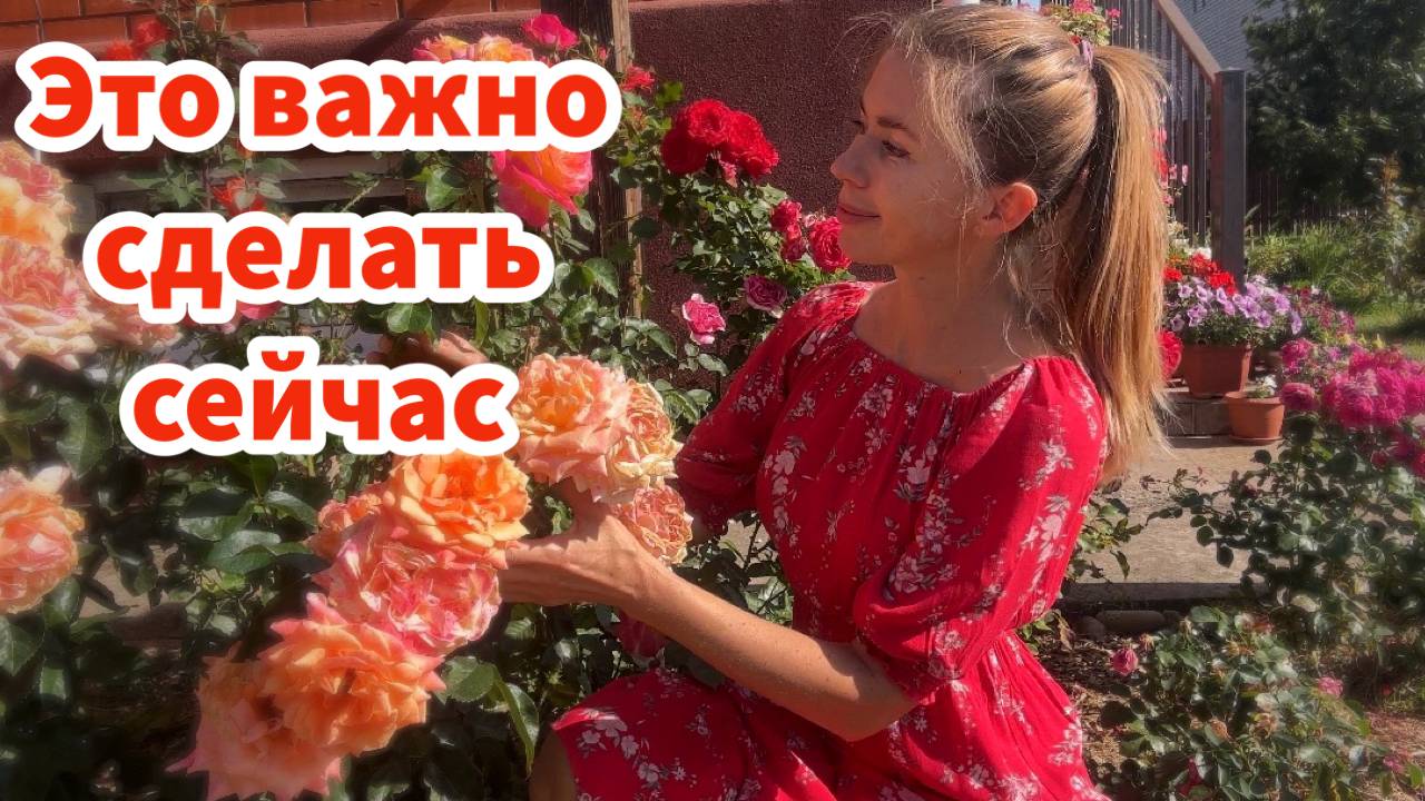 ЭТО ВАЖНО СДЕЛАТЬ С РОЗАМИ В СЕНТЯБРЕ. Ошибка, которую совершают многие и правильный осенний уход за