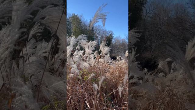 Chinese Silvergrass. Such beauty!