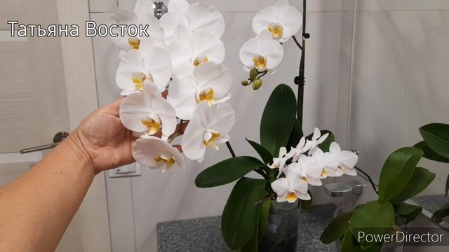 Результат восьмимесячного ухода за орхидеями!