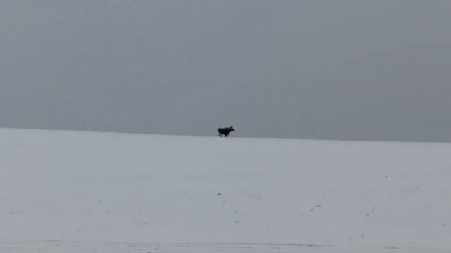 Лось убегает от таксы