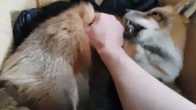 Алиса - Лиса / Прикольные Моменты с Алисой ч. 374/ Alice the Fox