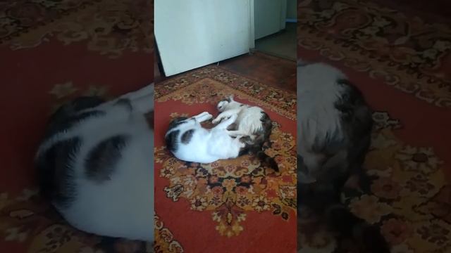 кошачьи ласки
