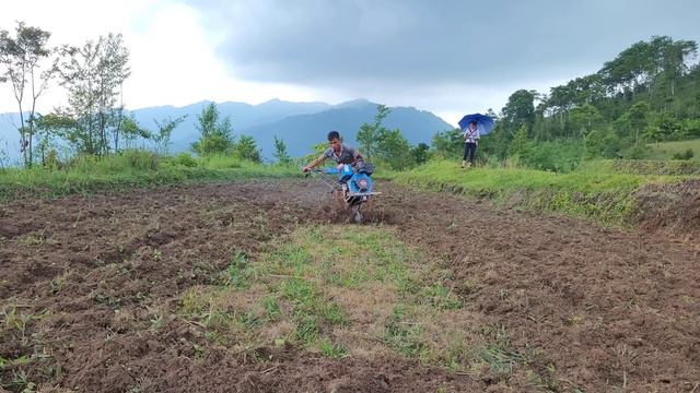 Letting buffaloes eat grass plowing all the fields simple meals - Build Green Life.