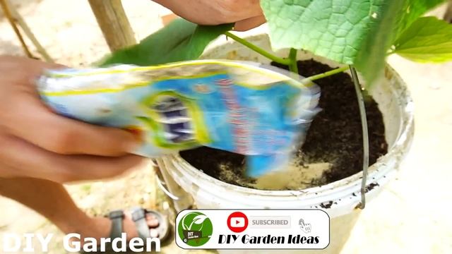 Awesome way to grow hanging cucumbers, tips for growing cucumbers with many fruits