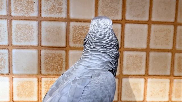 My Parrot Corrected Me! Apollos First GLASSK