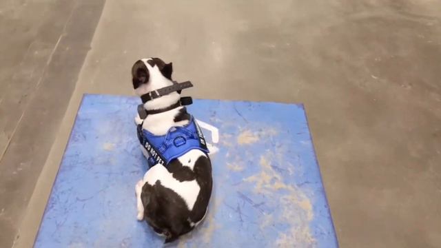 Place | Boston Terrier | Allie | Cincinnati Dog Trainers Off Leash K9