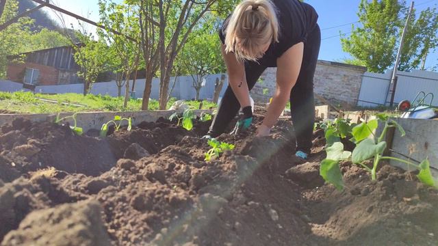 Как правильно высадить рассаду в почву на даче