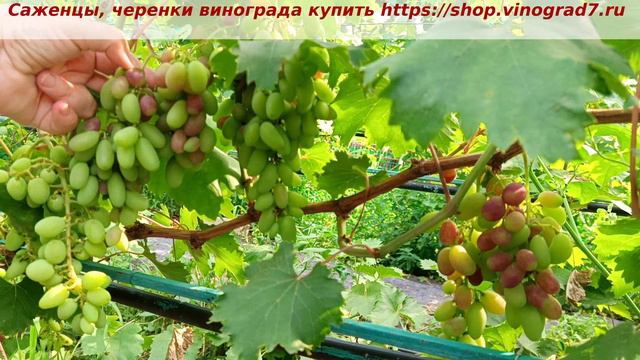 Парад окрашивания ультраранних ГФ винограда 2 июля 2024 года. ГФ винограда Натали.