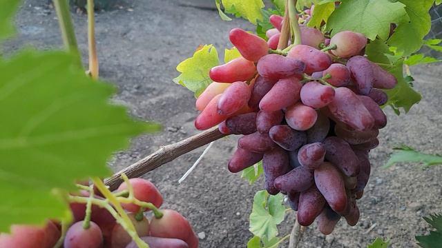 СУПЕР НОВИНКА!!! ГФ ВИНОГРАДА ЖАСМИН (КАРПУШЕВ А.).
ТЕЛ: 8989 538 12 89.