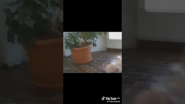 малые рулят