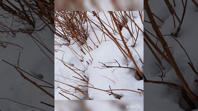 Верные Народные Приметы на Январь с 1 по 10