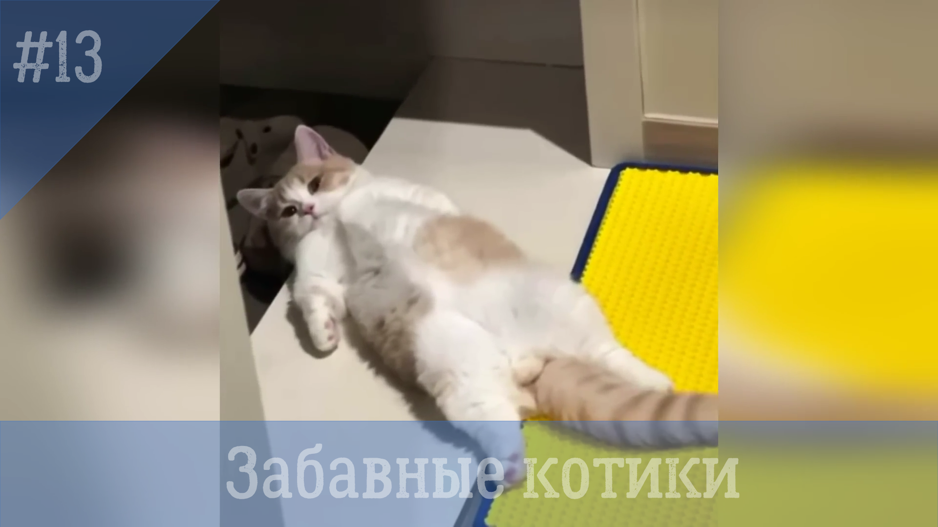 Забавные котики. #13.