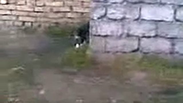 казахская охота на лис с тазы эпизод 7